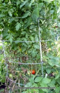 Early Blight Tomatoes and Compost1