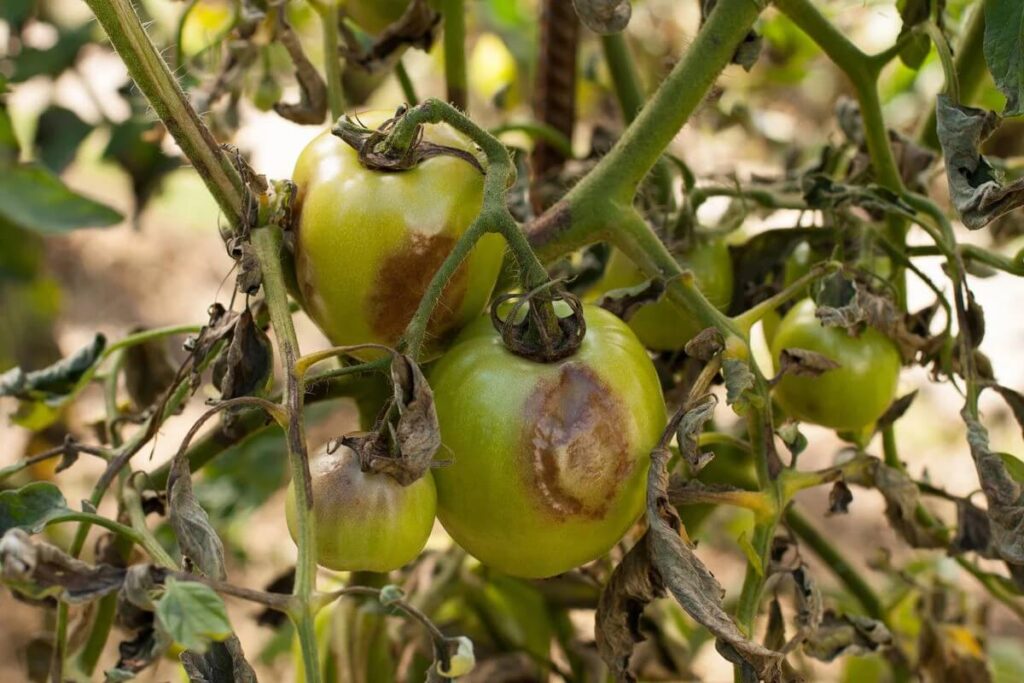 Early Blight Tomatoes and Compost1