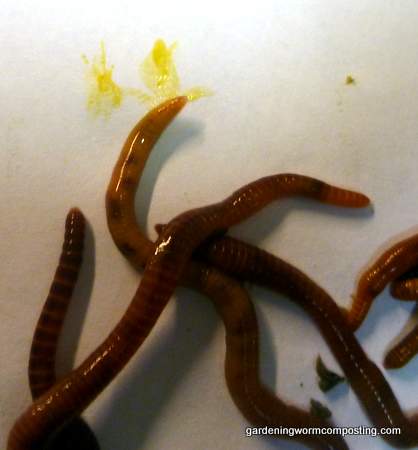 Feeding-Red-Wigglers-to-Garter-Snakes