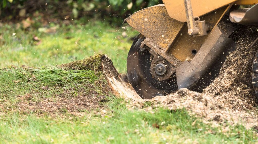 Stump Grinding vs. Stump Removal