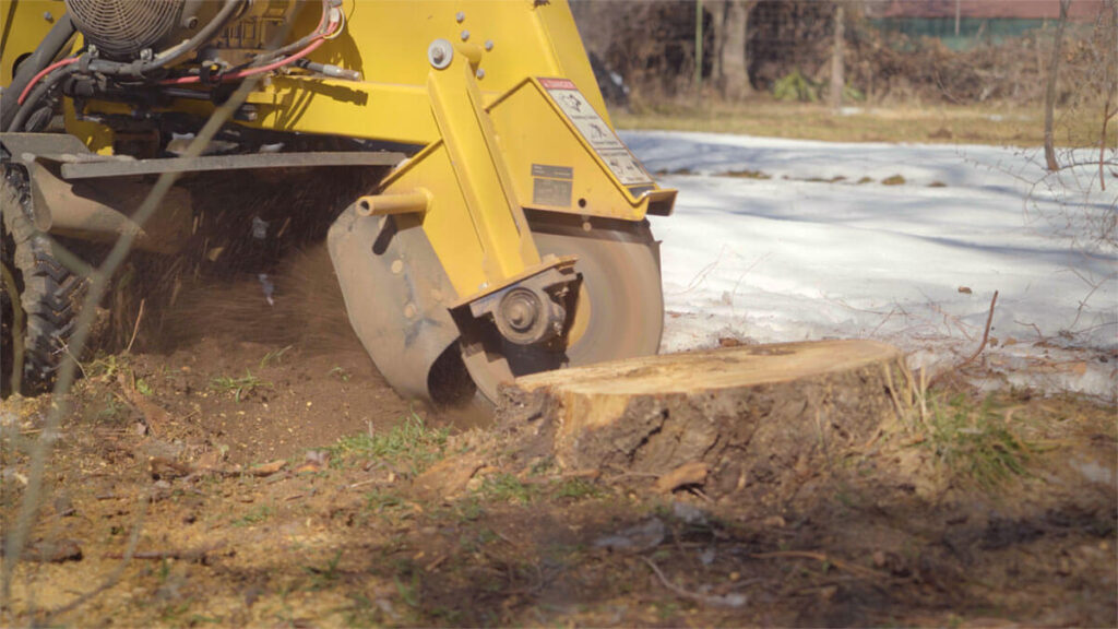 Stump Grinding vs. Stump Removal