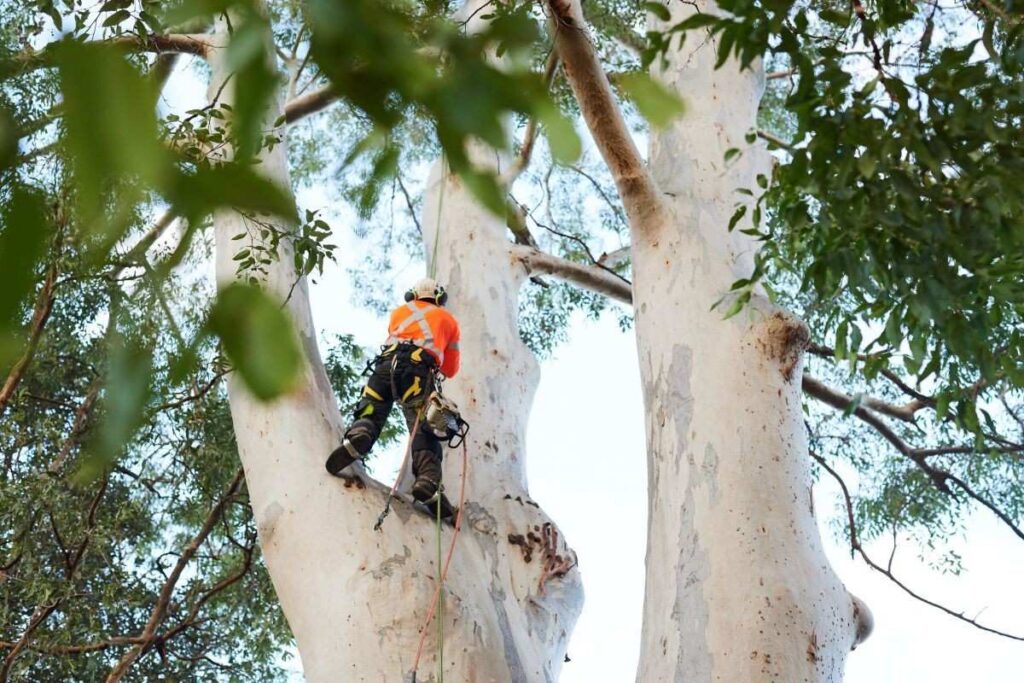AQF Level 5 Arborist