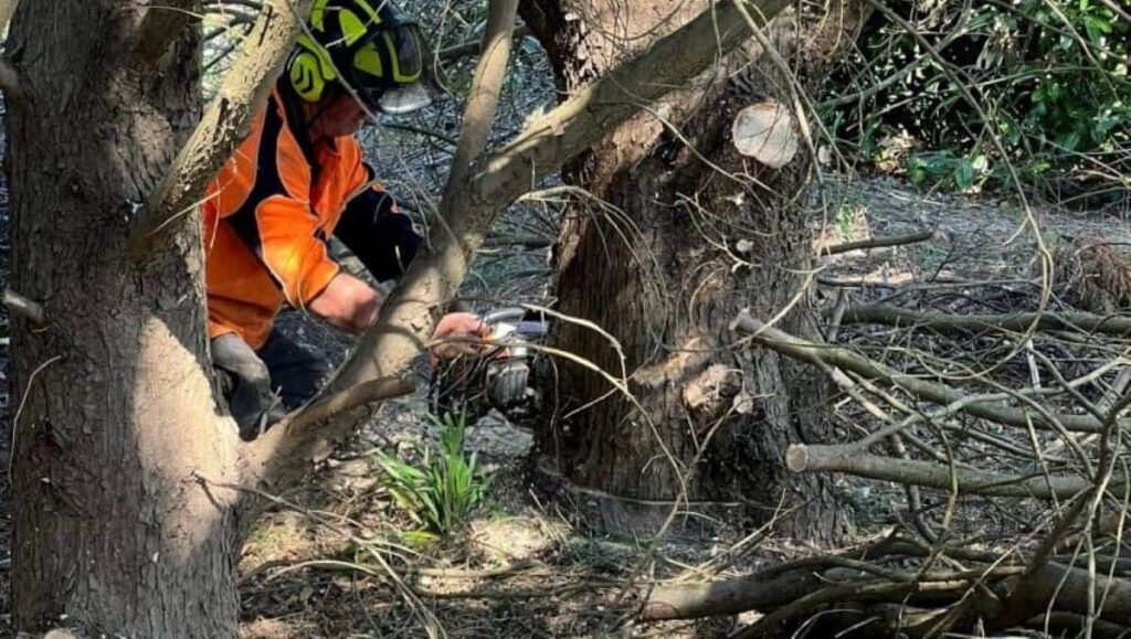 AQF Level 5 Arborist