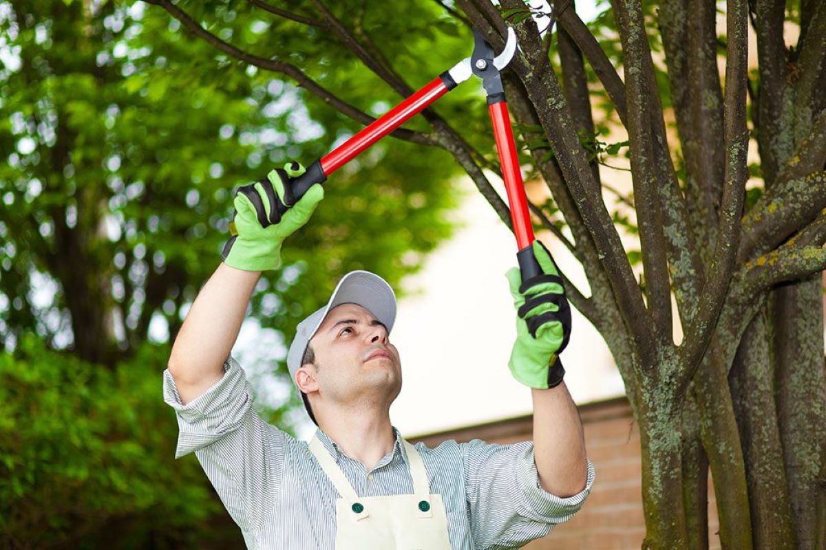 tree pruning Sydney