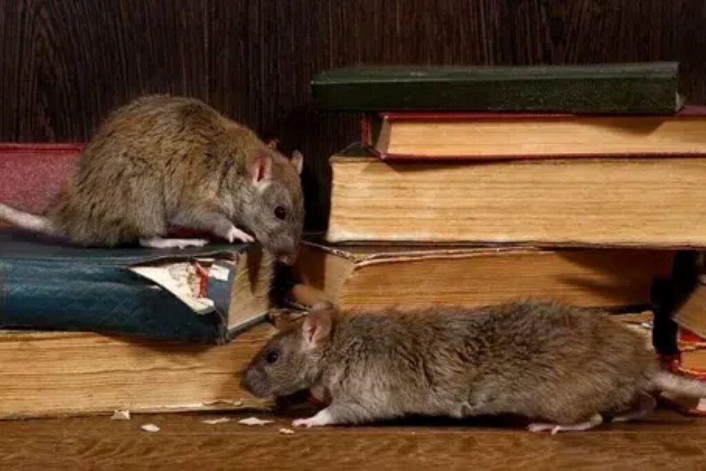 mice control Sydney