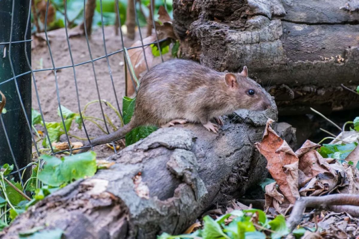 mice control Sydney